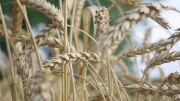 Uši ze zlatožluté pšenice — Stock video