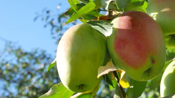 Rot-grüne Äpfel reifen auf Ästen im Obstgarten — Stockvideo