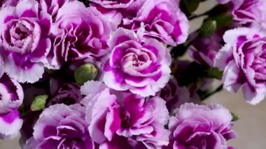 Blossom Mor Karanfil Çiçekleri Çiçeği