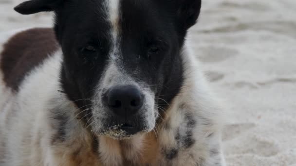 Branco cão preto mentira na praia arenosa — Vídeo de Stock