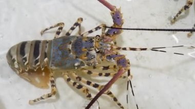 Balık dükkanındaki akvaryumda çiğ taze ıstakoz.