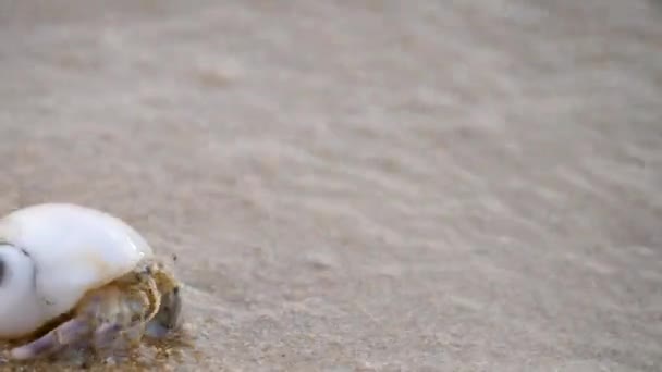 Hermit crab on sand beach near water sea or ocean — Stock Video