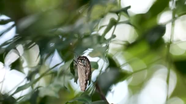 Mariposa con alas azules, grises y blancas se sienta en la hoja verde en el árbol — Vídeo de stock