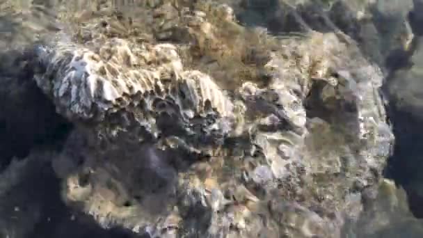 Piedra coralina blanca muerta — Vídeos de Stock