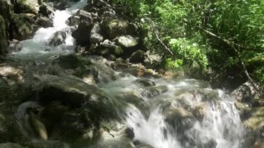 Yeşil Ormandaki Dağ Deresi