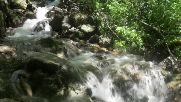 Yeşil Ormandaki Dağ Deresi — Stok video