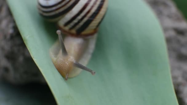 Escargot de jardin rampe sur la feuille verte — Video