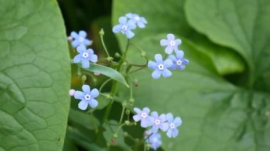 Yeşil Arkaplanda Mavi Çiçekler