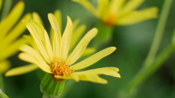 Gele bloemen in het wild veld — Stockvideo