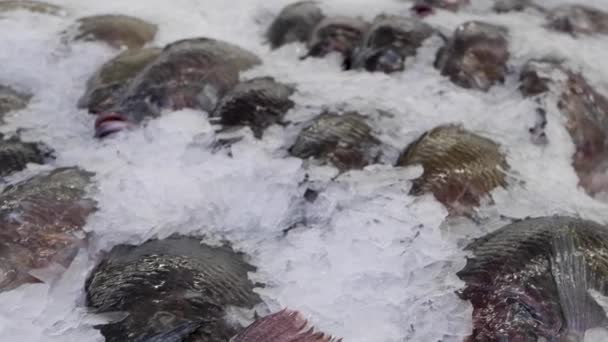 Frischer Fisch im Eis auf dem Markt — Stockvideo