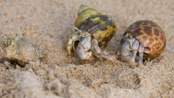 Caranguejos eremita caminhar na praia de areia — Vídeo de Stock