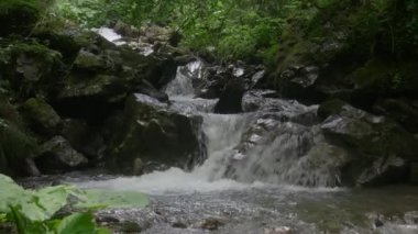 Yeşil Ormandaki Dağ Deresi