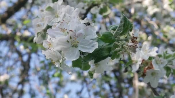 Квітуча яблуня на фоні блакитного неба — стокове відео