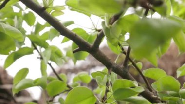 Doku Arkaplanı İçin Armut Ağacında Yeşil Yapraklar