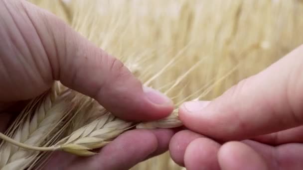 Farm Worker Hands Ελέγξτε για ωρίμανση ή ασθένεια Barley Spikelets ή σίκαλη — Αρχείο Βίντεο