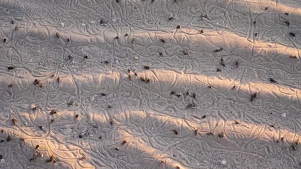 Σαλιγκάρι στην παραλία άμμο κοντά στη θάλασσα ή τον ωκεανό — Αρχείο Βίντεο