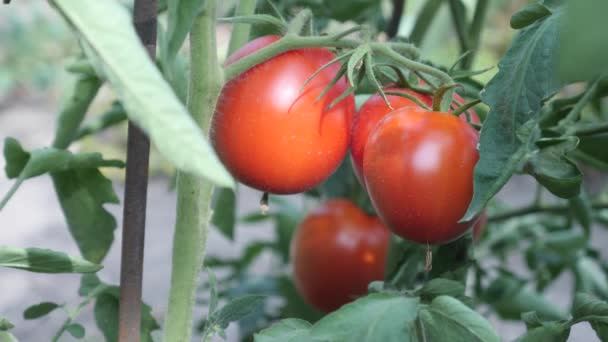 Red Fresh Ripe Cherry Tomato in Small Farm Garden — Stock Video