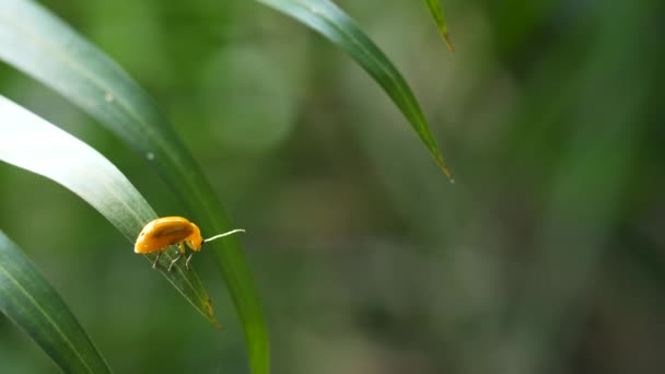 Bug amarelo senta-se na folha da árvore no fundo verde — Vídeo de Stock