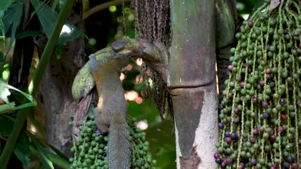 Grauhörnchen klettert auf Baum, fängt und frisst kleine Insekten und Raupen — Stockvideo