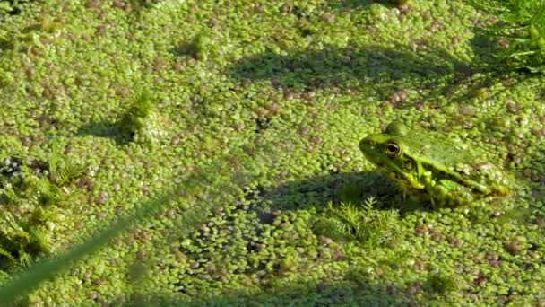 Green toad frog sits on organic texture of lemna minor or duckweed — Stock Video