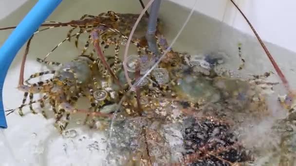 Żywe homary w specjalnych pojemnikach z wodą na rynku rano — Wideo stockowe