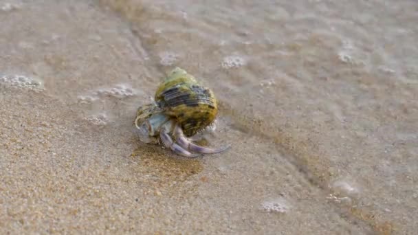 Cangrejo ermitaño en la playa de arena con olas marinas — Vídeos de Stock