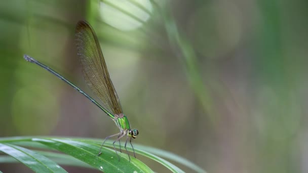 Dragonfly sidder på træblad på grøn baggrund – Stock-video