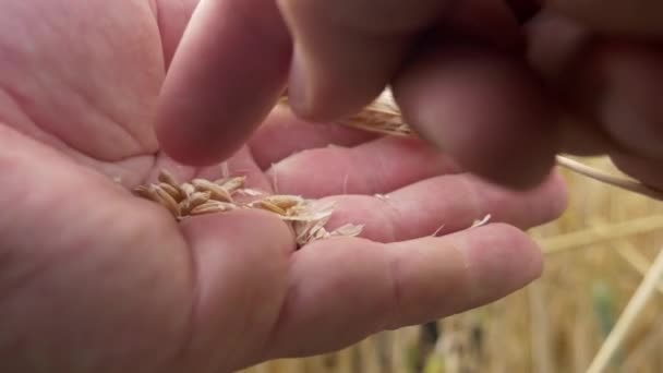 Fazendeiro verifica grãos de trigo Na mão no campo de trigo — Vídeo de Stock