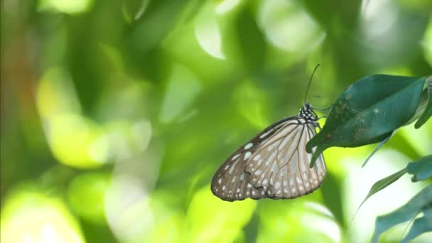 青、グレー、白の羽を持つ蝶は木の上に緑の葉に座っている — ストック動画