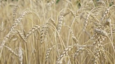 Tarlada Altın Buğday Kulakları