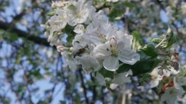 Bal arısı baharda elma ağacının çiçek açan dalında