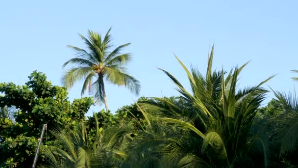 Palmboom en verschillende soorten bomen met groene bladeren op blauwe heldere hemel geen wolken achtergrond — Stockvideo