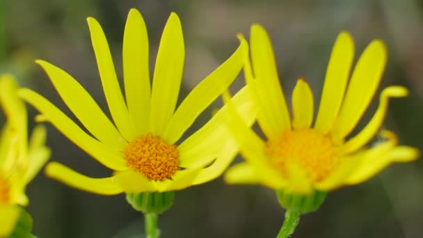 Gele Bloeiende Bloemen in het wild veld — Stockvideo
