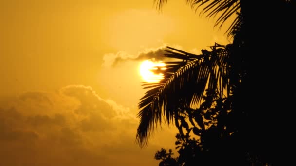 Силует пальмового дерева на помаранчевому заході сонця — стокове відео