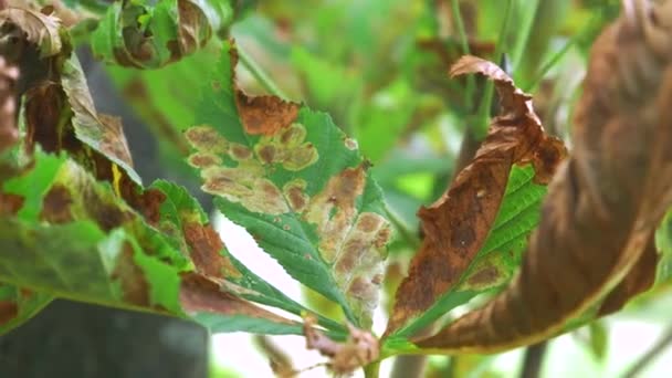 Berbintik-bintik coklat pada dedaunan, daun yang tidak sehat — Stok Video