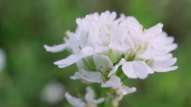 Weiße Blütenblumen wiegen sich im Wind auf grünem Grashintergrund — Stockvideo