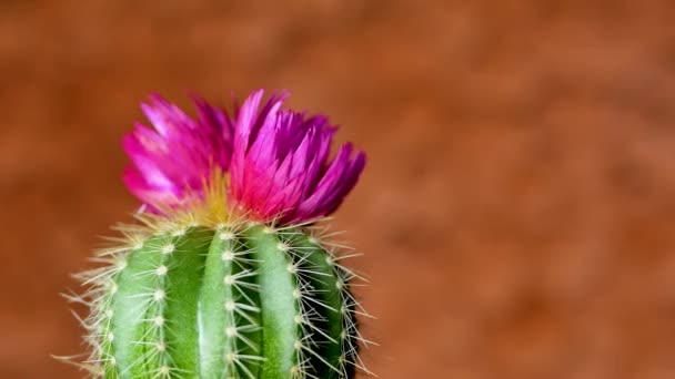 Cactus verde con agujas afiladas y flor rosa púrpura — Vídeo de stock