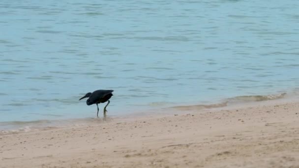 Έξυπνη αναζήτηση τροφής πουλιών στην αμμώδη ακτή στην επιφάνεια του θαλασσινού νερού — Αρχείο Βίντεο