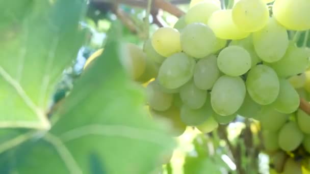 Ramo de uvas blancas — Vídeos de Stock