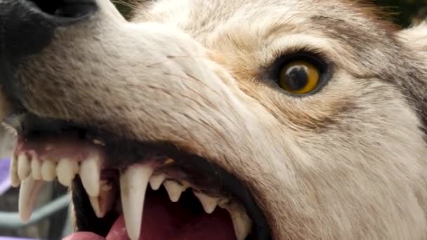 Oči zlého agresivního vlka mumie — Stock video