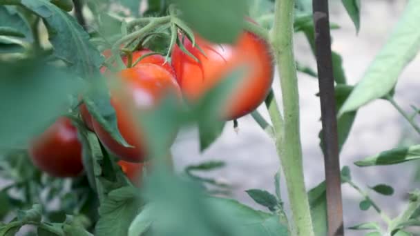 Tomate de cereza jugoso rojo — Vídeos de Stock