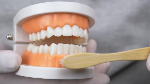 Beyaz eldivenli dişçi diş fırçalamayı öğretiyor. — Stok video
