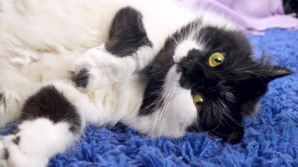 Rolig sovande inhemska svart vit longhair katt ligger på blå matta — Stockvideo