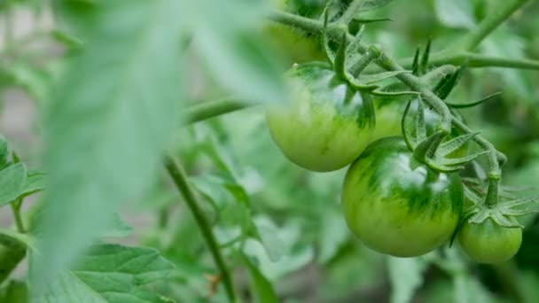 Onrijpbaarheidsgroep Groene Tomaten — Stockvideo