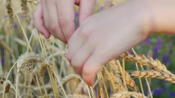 Το χέρι του παιδιού κρατά σπόρους σιταριού στο χέρι στο χωράφι με το σιτάρι — Αρχείο Βίντεο
