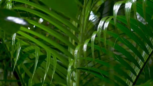 Yağmurdan sonra su damlayan ıslak yeşil yaprak palmiyesi — Stok video