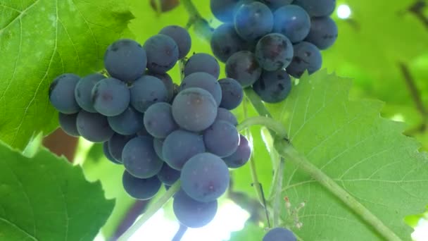 Fruta de uva roxa escura orgânica de vinhas lenhosas caducifólias — Vídeo de Stock