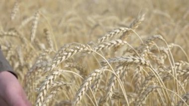 Erkekler tarlada sarı buğday kulağına dokunur.