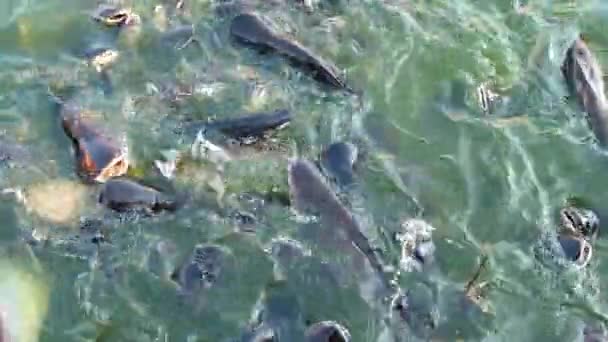 연못 의물에서 많은 큰 메기에게 먹이를 주는 모습 — 비디오