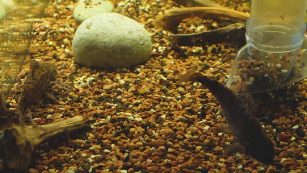 Reinig thuis aquarium van slib op de achtergrond van vissen huisdier — Stockvideo